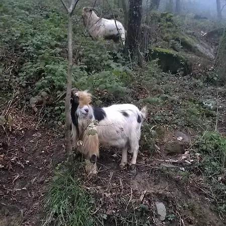 מלון Montallegro 2*